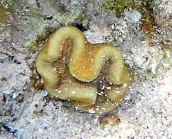 Manicina areolata in the family Mussidae (Faviidae)