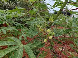 Flower buds