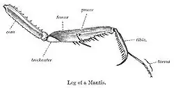 The raptorial foreleg of a praying mantis