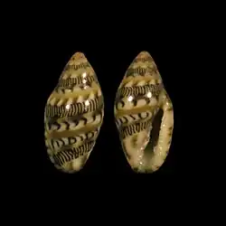 Marginella chalmersi St. Tomé Is.