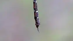 Male tip of tail