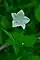 Campanula aparinoides, marsh bellflower, Ellison bluff