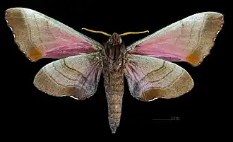 Male M. g. echephron, underside