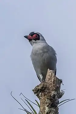 T. s. personata Copan, Honduras