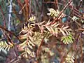 A juvenile mataī is a tangle of divaricating branchlets with occasional brown, pale yellow, or dirty white leaves.