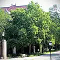 Tree at the University of Chicago