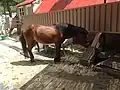 Mature horse at the pasture