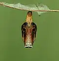 Mature pupa