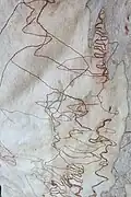Scribbles on E.&nbsp;haemastoma