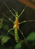 Ventral view of a male