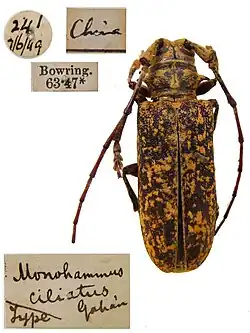 Mecynippus ciliatus