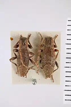 Mecynome Aenescens