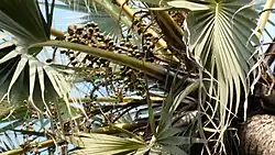 Immature fruits