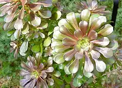 Rosetted succulent leaves of Aeonium arboreum