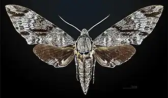 Male