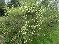 M. salicina – a popular garden shrub