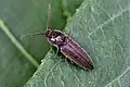 Melanotus americanus, Pennsylvania