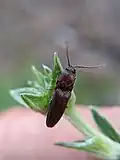 Melanotus clandestinus, Florida