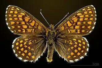 Male
