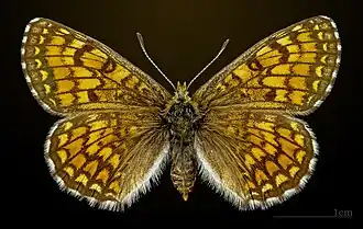 Female