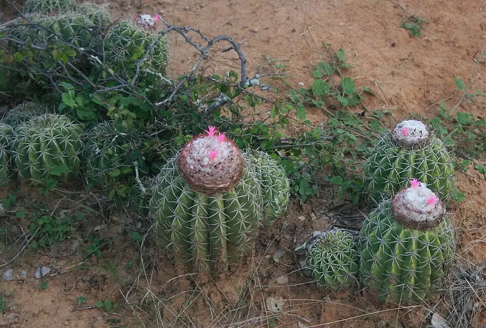 Habitat of Melocactus curvispinus subsp. curvispinus from Tatacoa Desert, Huila, Colombia