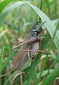 Macropterous form