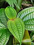Miconia crenata (Vahl) Michelang. (Maui)