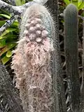 buds