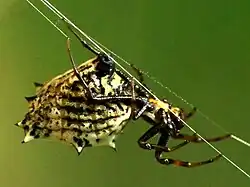 Female lateral view