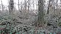 Ranston Covert