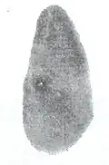 Biface knives