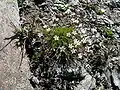 In the Canton of Valais
