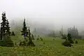 Conifers encroaching on a meadow in Washington, USA