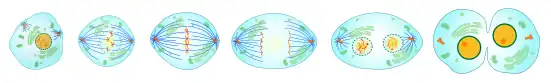 This diagram shows the different steps the cell goes through when it is undergoing cell division.