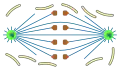 open , orthomitosis