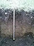 Mollic Calcaric Cambisol
