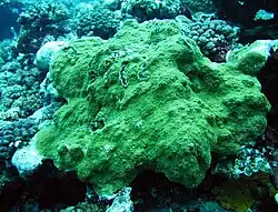 Encrusting colony of Montipora capitata