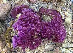 Montipora tuberculosa