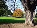 Two painted buckeye (aesculus sylvatica) trees on the upper lawn near at the entrance of Parc Montsouris. They are exceptionally large because they have been grafted onto horse-chestnut trees (aesculus hippocastanum).