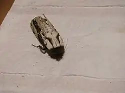 Morpheis pyracmon