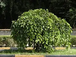 'Pendula' cultivar in Iran