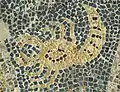 Mosaic in Maltezana near Analipsi, Astypalaia, 5th century CE