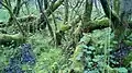 The wet and damp bog provides a good environment for mosses