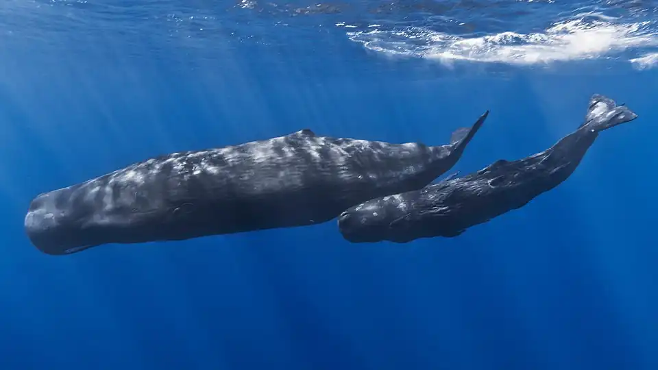 Adult sperm whale and calf