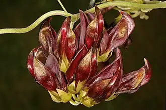 Mucuna coriacea