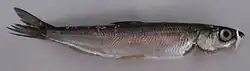 "Ryapushka", a freshwater whitefish of the lake