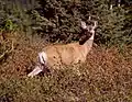 Odocoileus hemionus