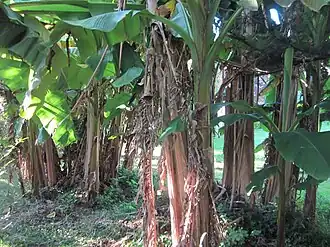 Musa × paradisiaca
