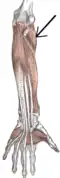 Front of the left forearm. Deep muscles.