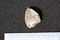 Protrachyceras longobardicum